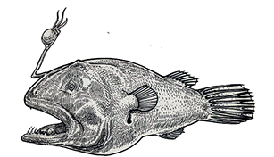 Chaenophryne longiceps_0001.jpg